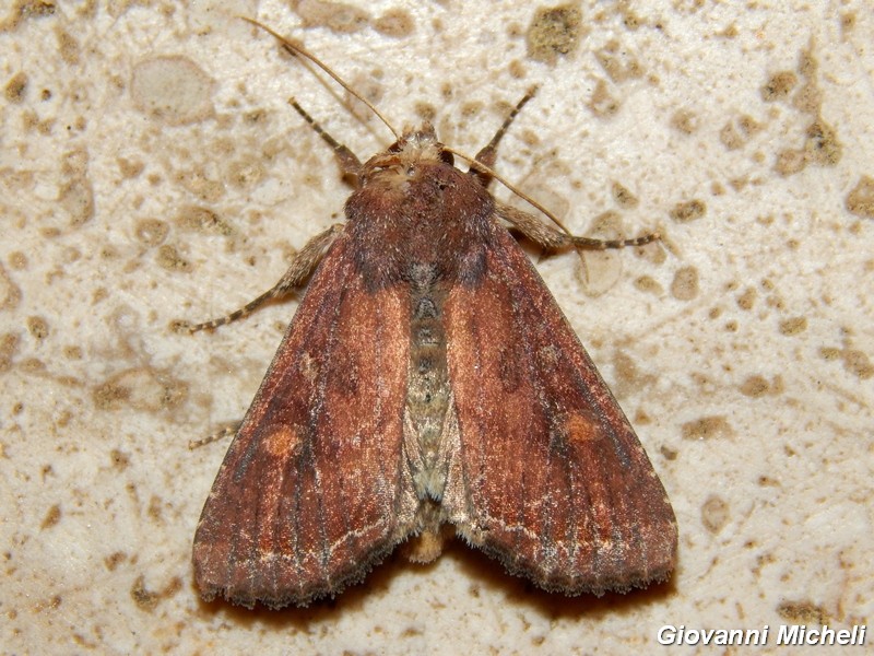 Noctuidae da ID